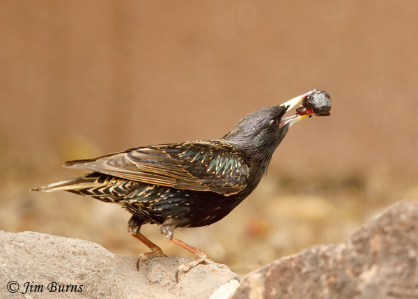 European Starling with ripe Russian Olive--3874