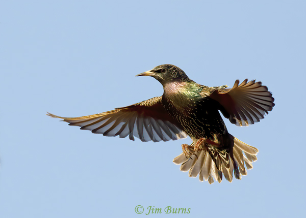 European Starling--4238