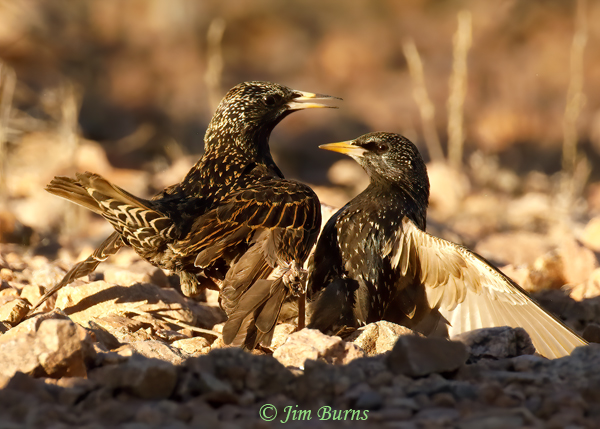 European Starling fight sequence #3--4272