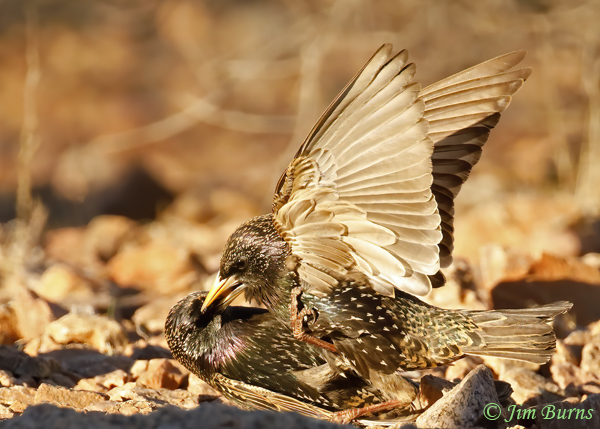 European Starling fight sequence #4--4280