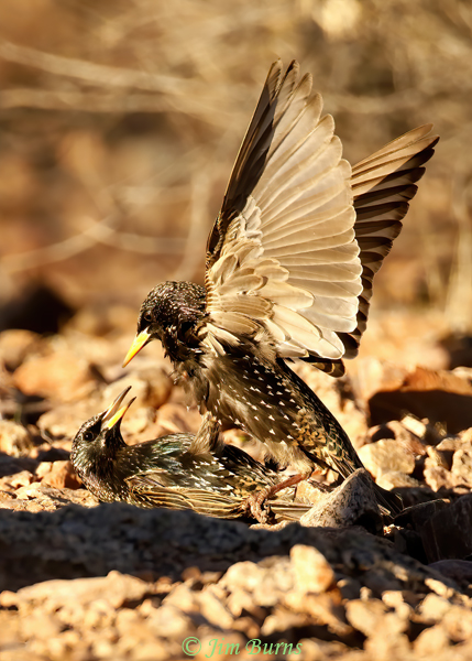 European Starling fight sequence #5--4288