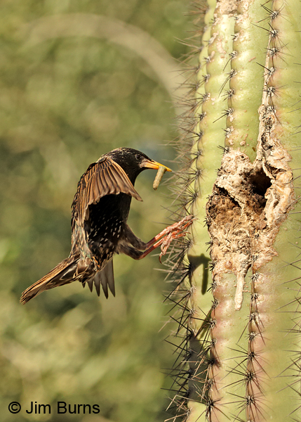European Starling approaching nest with caterpillar