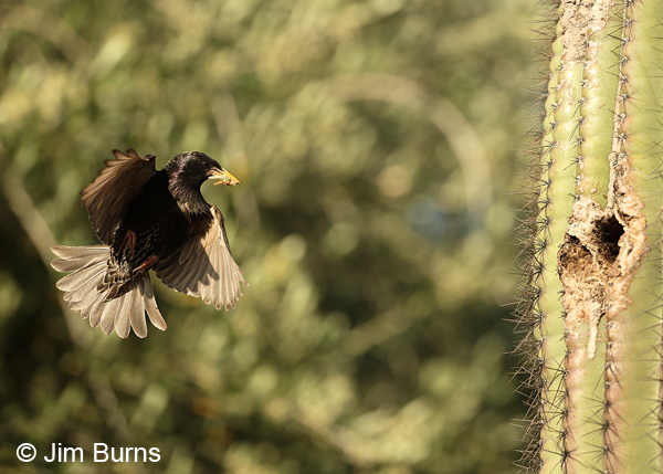 European Starling approaching nest with grasshopper