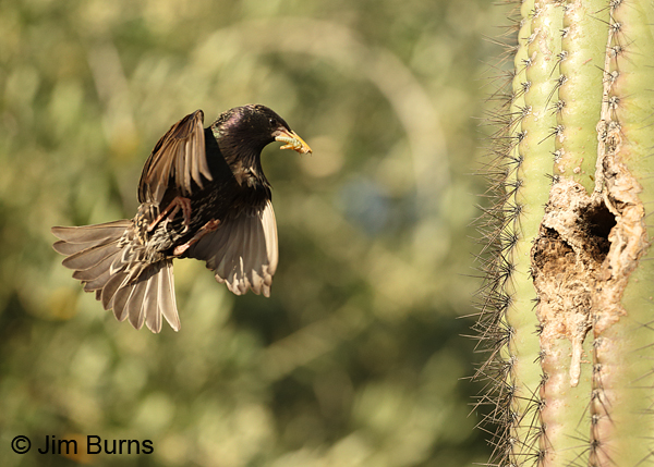 European Starling approaching nest with grasshopper #2