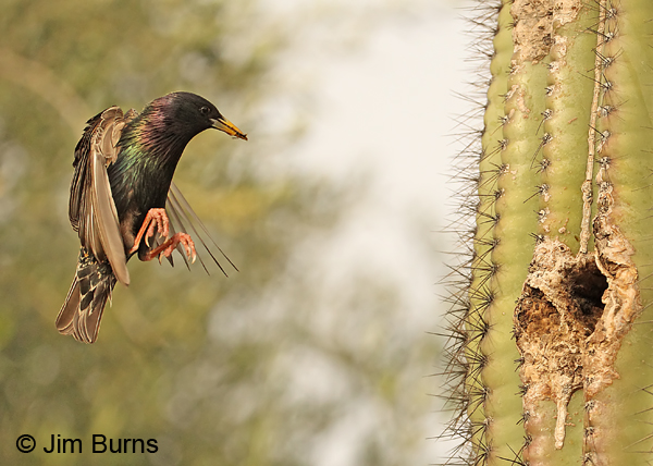 European Starling approaching nest with insects