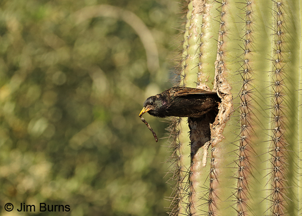European Starling carrying out fecal sac