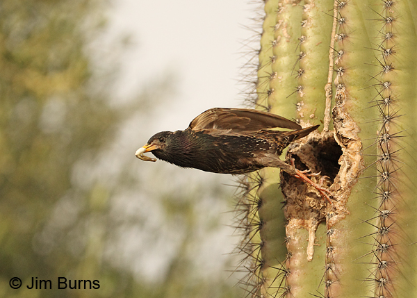 European Starling carrying fecal sac from nest