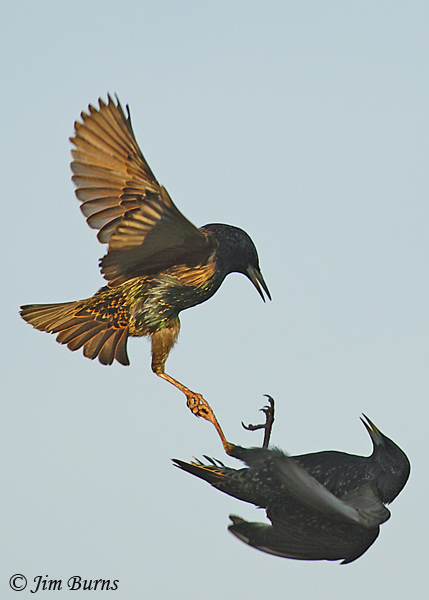 European Starling dance--7576