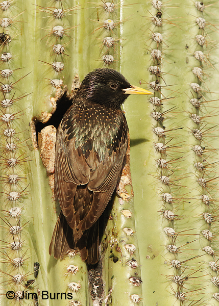 European Starling dorsal view