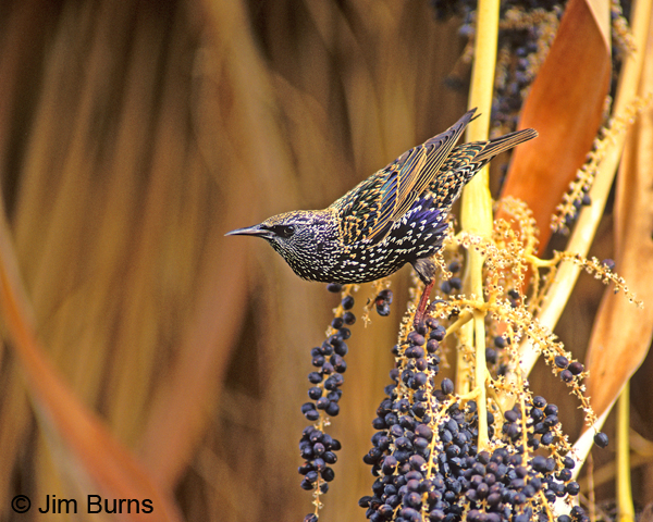 European Starling fall dorsal in Fan Palm