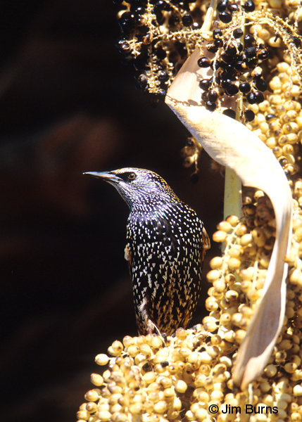 European Starling fall ventral in Fan Palm