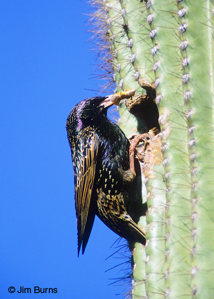 European Starling feeding nestlings