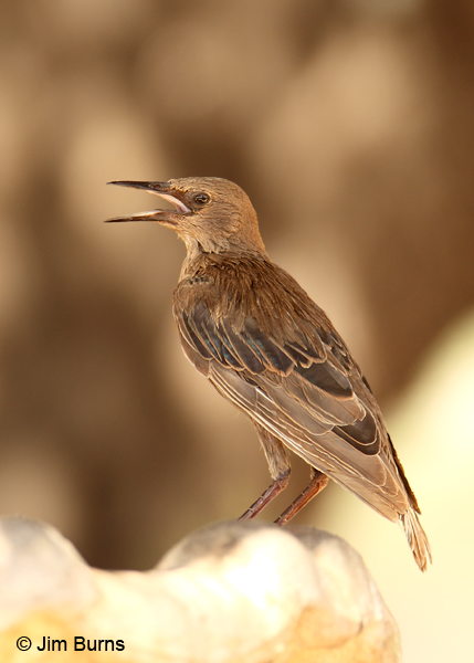 European Starling juvenile 1st prebasic molt dorsal view