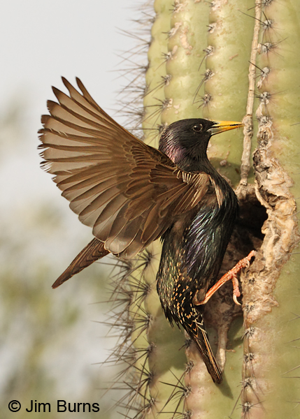 European Starling landing at nest