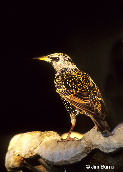 European Starling winter dorsal