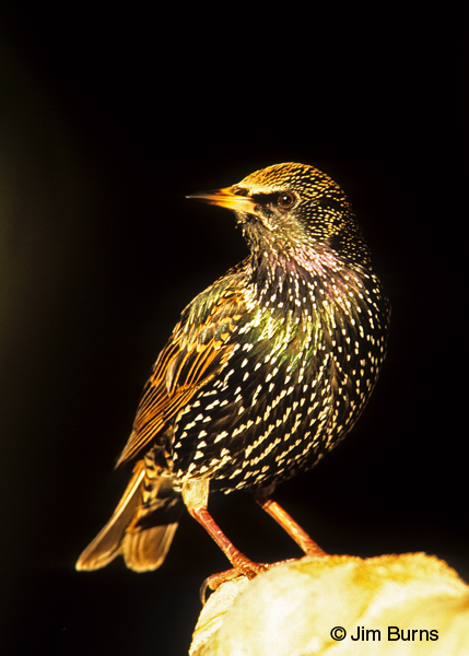 European Starling winter ventral