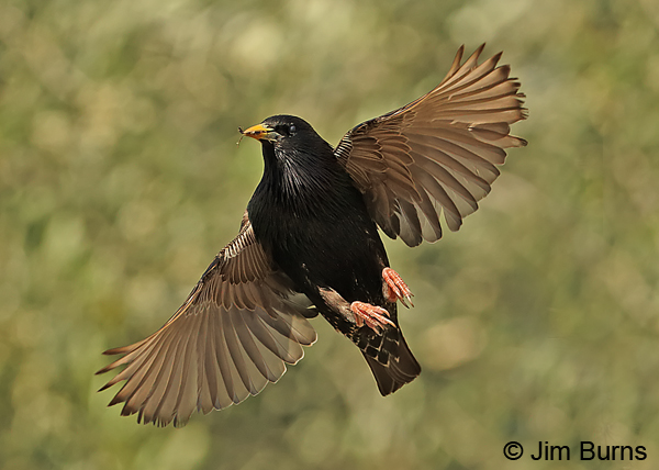 European Starling with food item