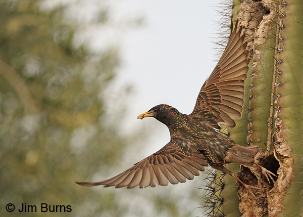 European Starling with insect egg mass