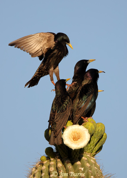 European Starling, finding a seat at the Saguaro Cafe--2018