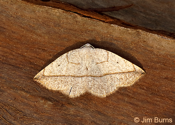 Eusarca geniculata on fallen bark, Arizona--0546