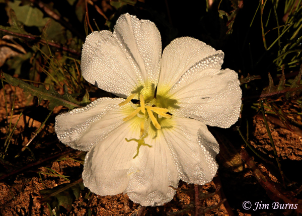 Evening Primrose with morning dew, Arizona--0672