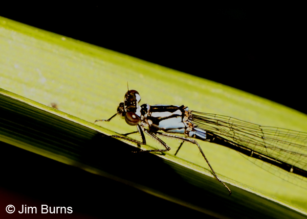 Exclamation Damsel andromorph female thorax, Sonoma Co., CA, June 2018l--9683