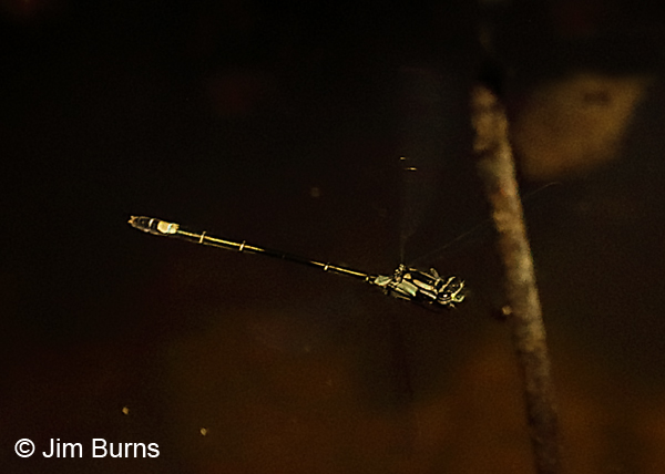 Exclamation Damsel female in flight, Sonoma Co., CA, June 2018--9895