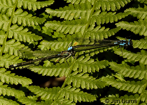 Exclamation Damsel pair in tandem on Five-fingered Fern, Sonoma Co., CA, June 2018--9698