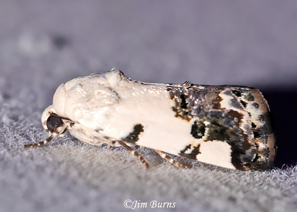 Exposed Bird Dropping Moth, Texas--3455