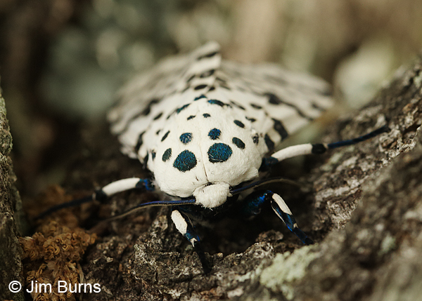 Eyed Tiger Moth head shot, Arkansas