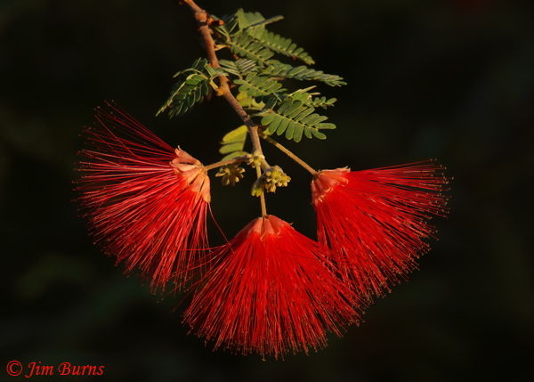 Fairy Duster, Arizona--9951