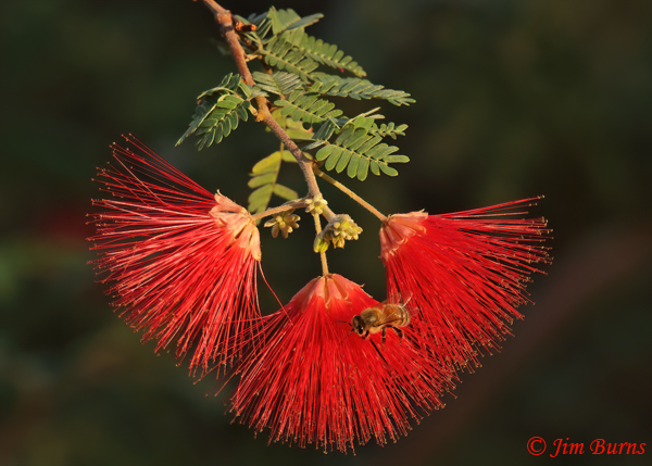 Fairy Duster with Honey Bee, Arizona--9967