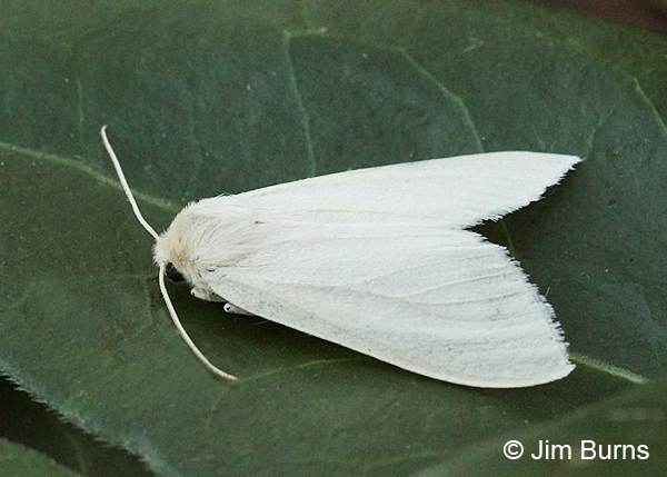 Fall Webworm Moth, Arizona