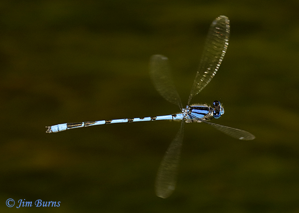 Familiar Bluet male in flight, Pinal Co., AZ, April 2019--2070