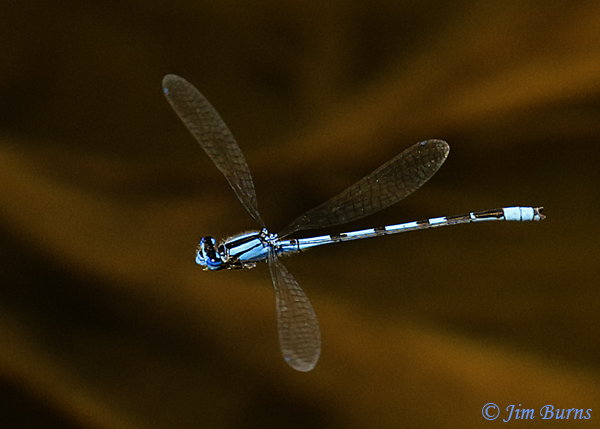 Familiar Bluet male in flight #2, Maricopa Co., AZ, May 2019--3948