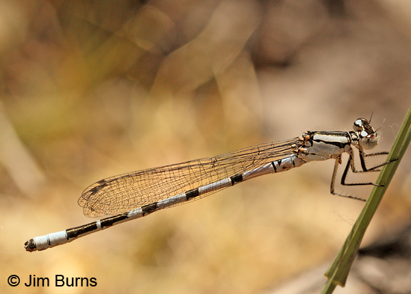 Familiar Bluet pale male, Maricopa Co., AZ, May 2014
