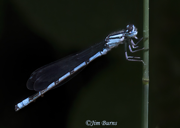 Familiar Bluet male, Oscoda Co., MI, June 2024--6565