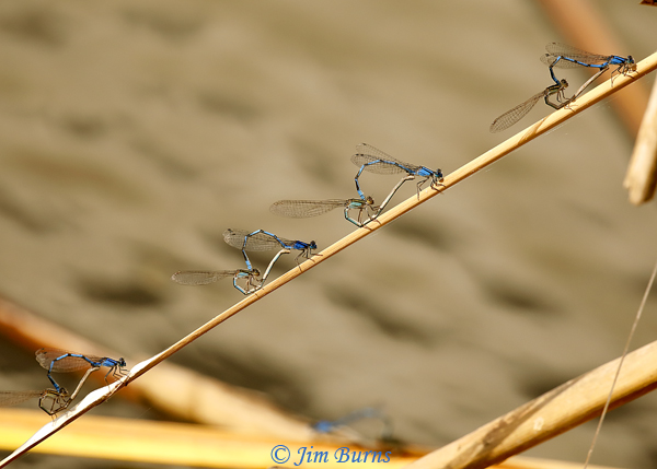 Familiar Bluets in wheel, Hidalgo Co., TX, November 2019--7787
