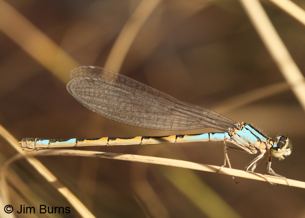 Familiar Bluet blue female, Apache Co., AZ, June 2012