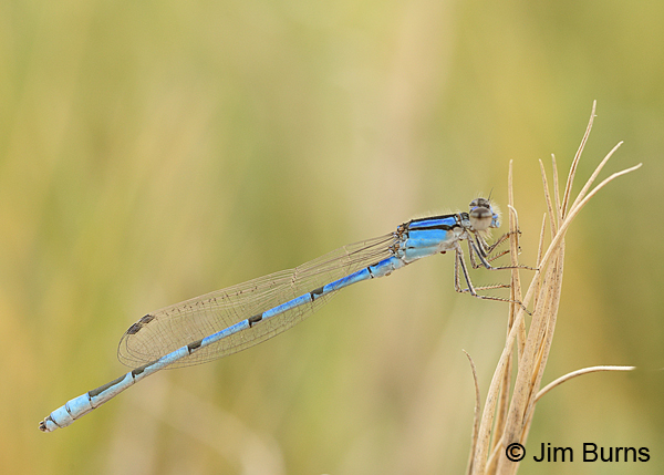 Familiar Bluet male, Chaves Co., NM, September 2014