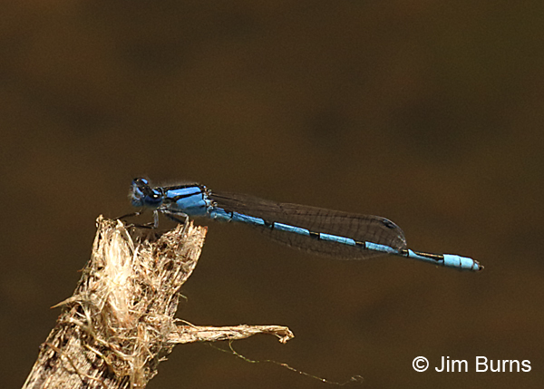 Familiar Bluet male, Maricopa Co., AZ, April 2017