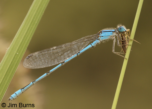 Familiar Bluet male eating small bee, Uvalde Co., TX, September 2012