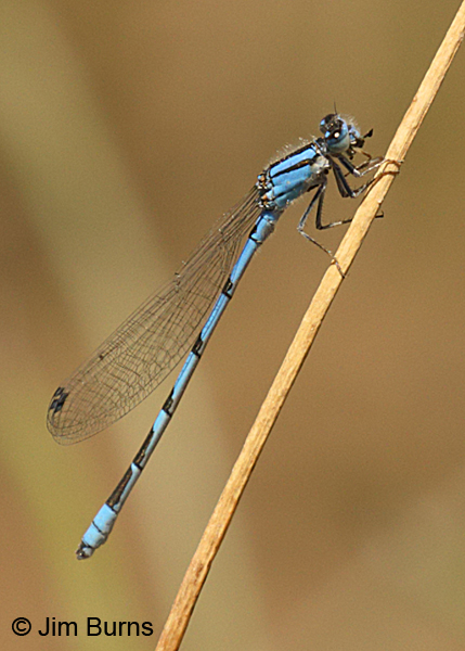 Familiar Bluet male eating small fly, Pinal Co., AZ, May 2016