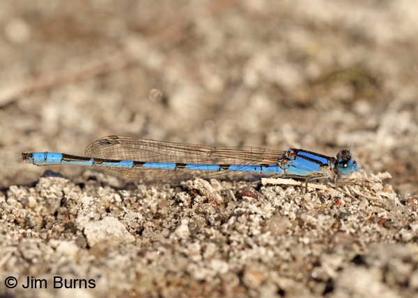 Familiar Bluet male, Graham Co., AZ, October 2011