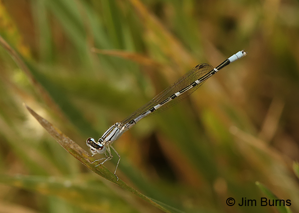 Familiar Bluet pale male, Maricopa Co., AZ, May 2014