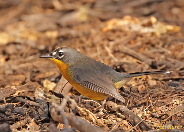 Fan-tailed Warbler--0080