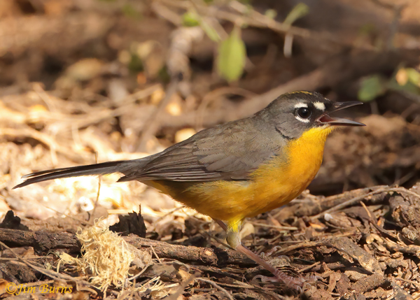 Fan-tailed Warbler vocalizing--0099