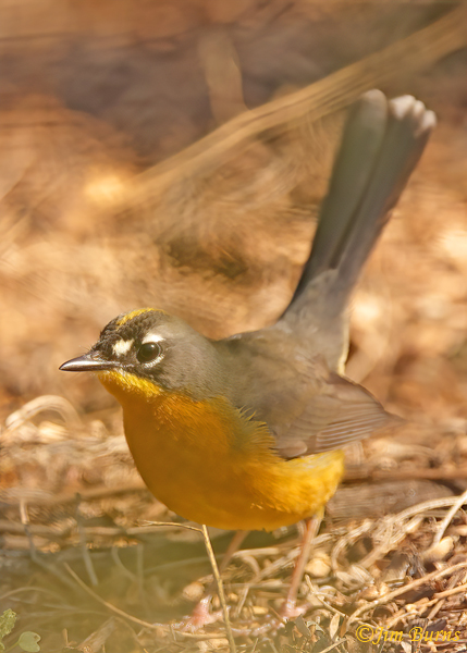 Fan-tailed Warbler tail cocked--9020