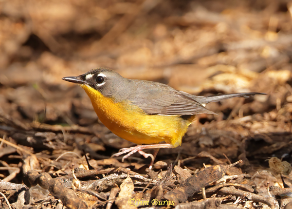 Fan-tailed Warbler walking through leaf litter--9623