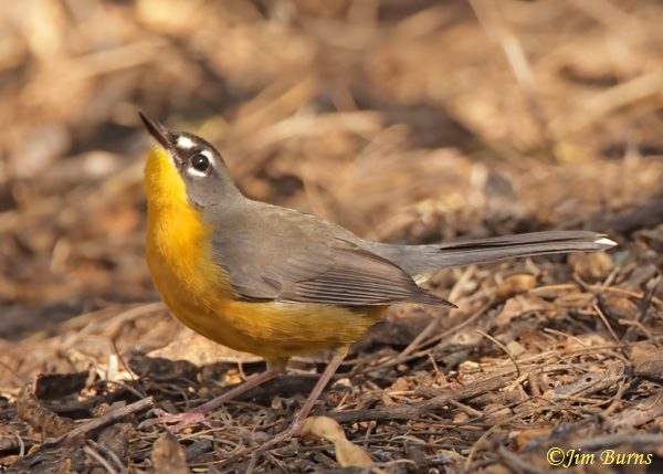 Fan-tailed Warbler watching damselflies--9908
